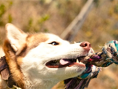 Treino de Cães